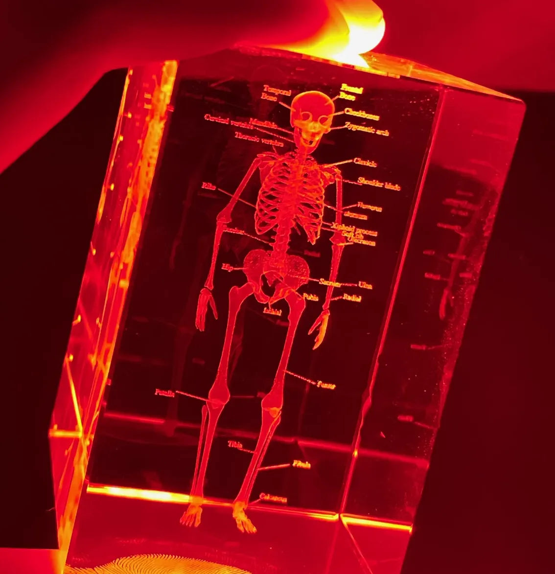 3D laser engraving of a skeleton on a transparent block with red lighting.