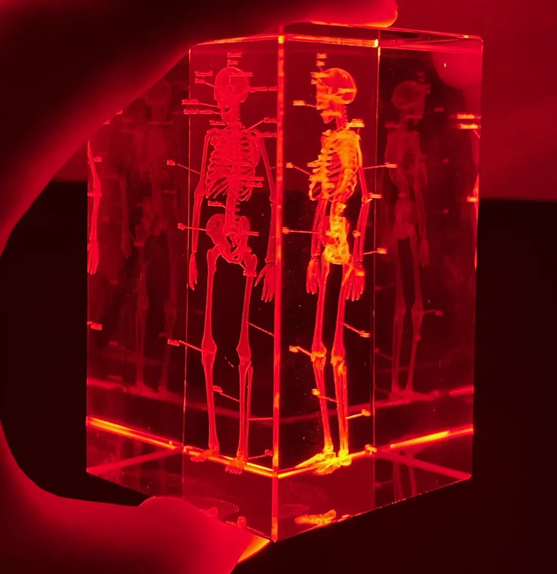 Clear acrylic block with embedded skeleton models illuminated by red light