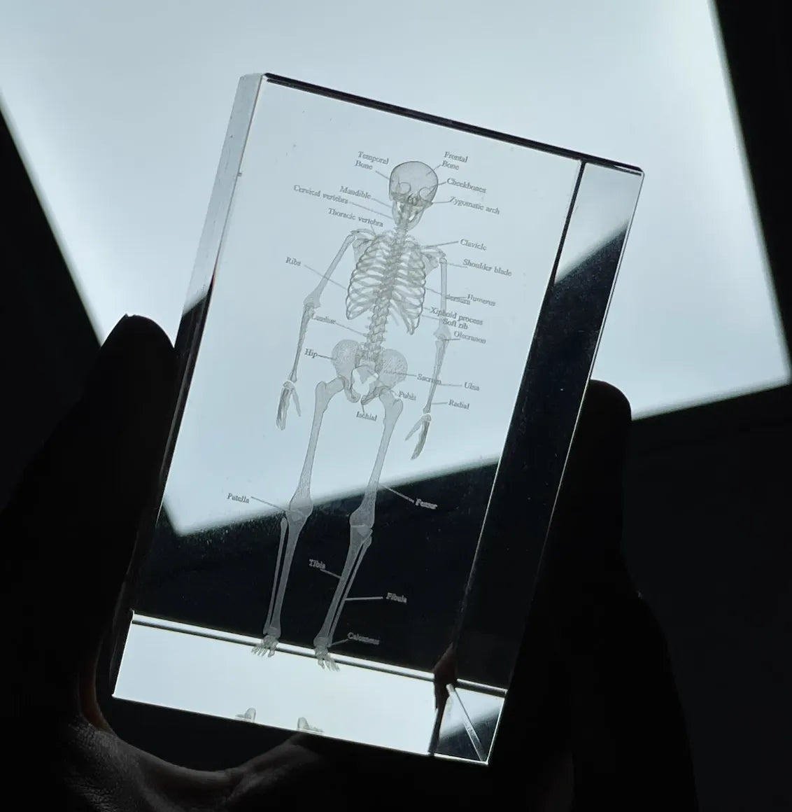 Glass block with engraved skeleton diagram held by a hand